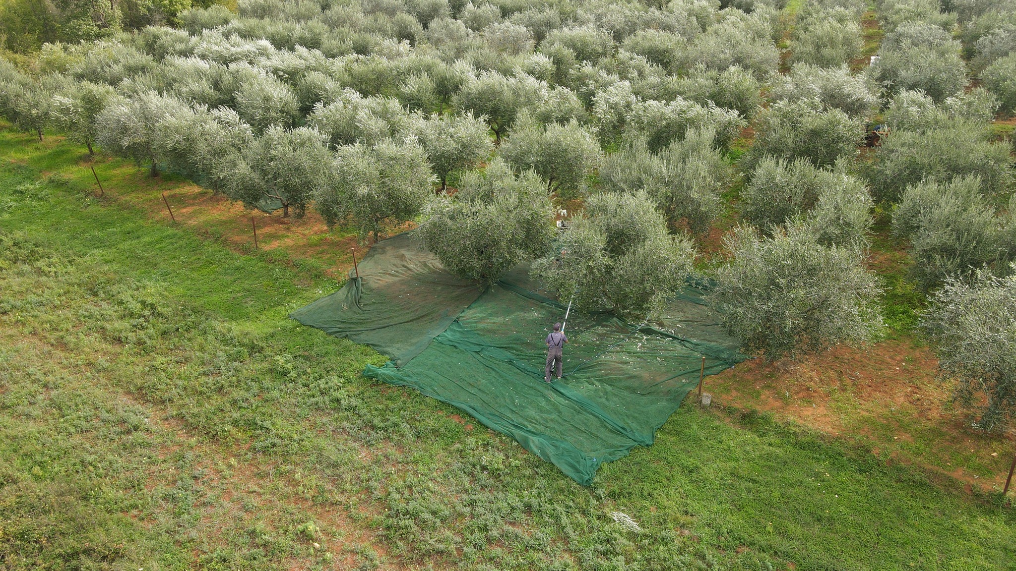 Fameja olive groves in Rakalj, Istria